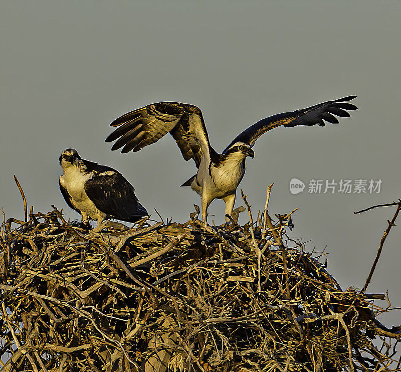 鱼鹰(Pandion haliaetus)，也被称为鱼鹰、海鹰、河鹰和鱼鹰，发现于圣伊格纳西奥泻湖。在一根杆子上筑一个巢。